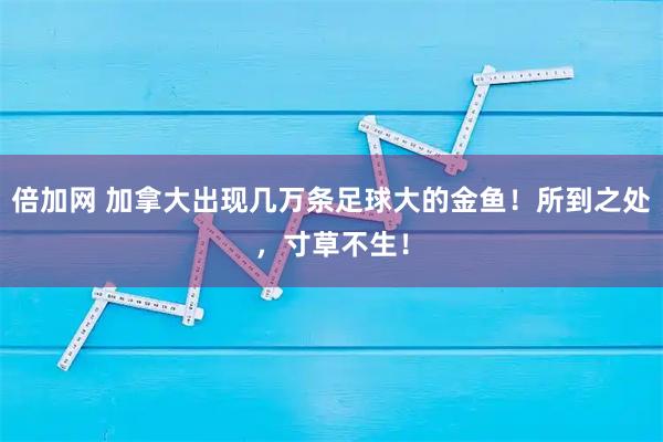 倍加网 加拿大出现几万条足球大的金鱼！所到之处，寸草不生！